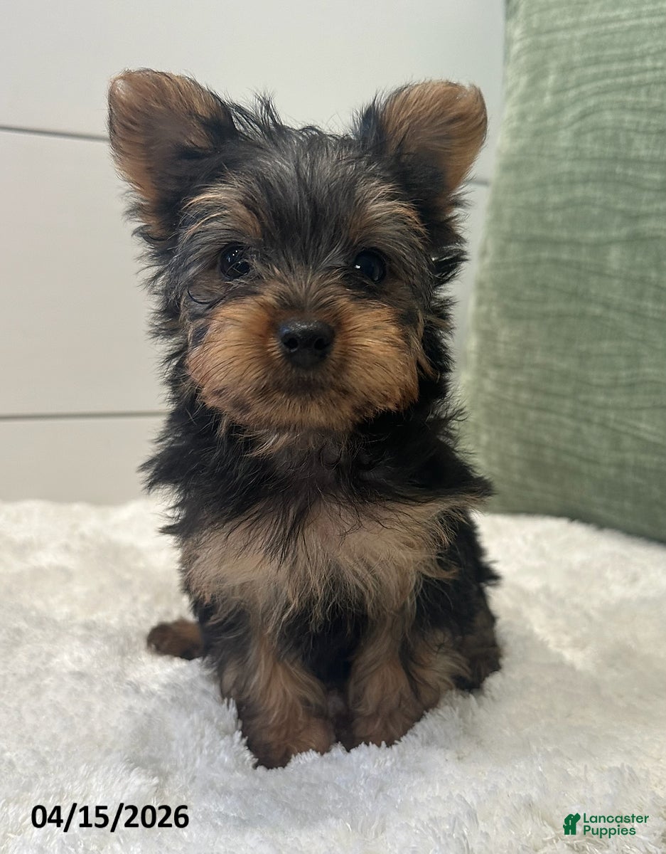 Yorkshire Terrier dogs Tinkerbell - Ad 2