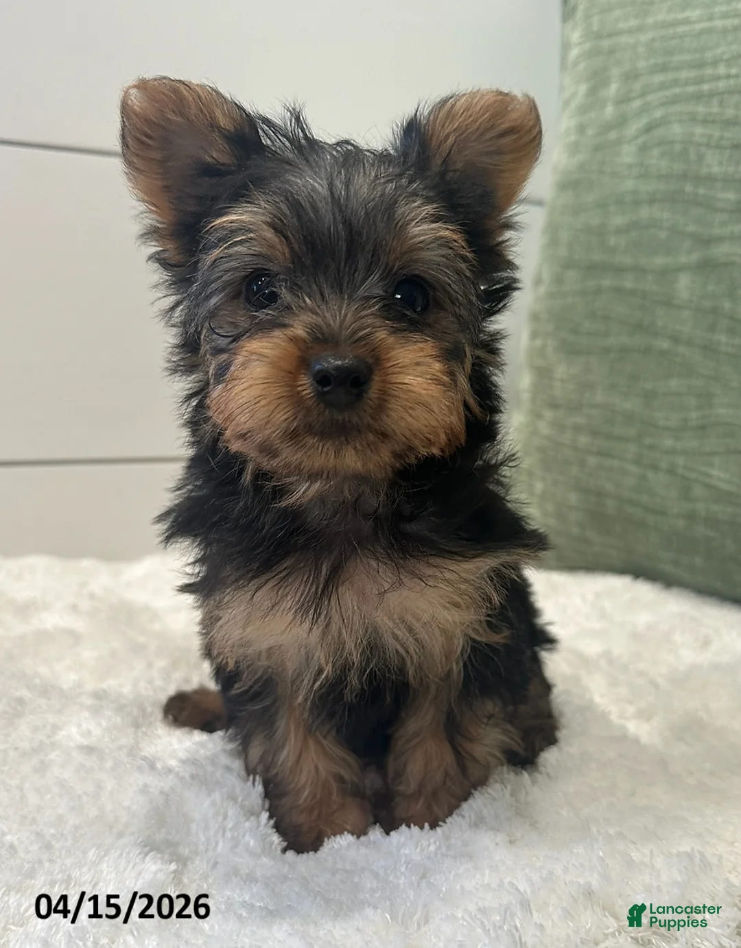 Yorkshire Terrier dogs for sale: Tinkerbell - Ad 2