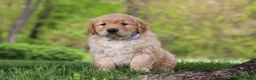 Golden Retriever dogs for sale: Loki - Ad 3
