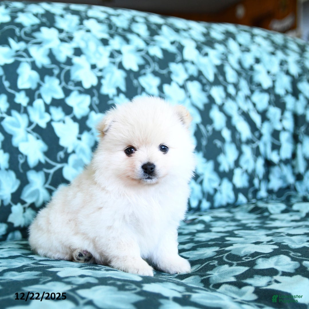 Pomeranian dogs for sale: Snowball - Ad 3