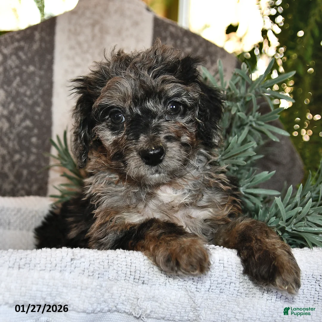 Bichpoo dogs for sale: Bella   - Ad 4