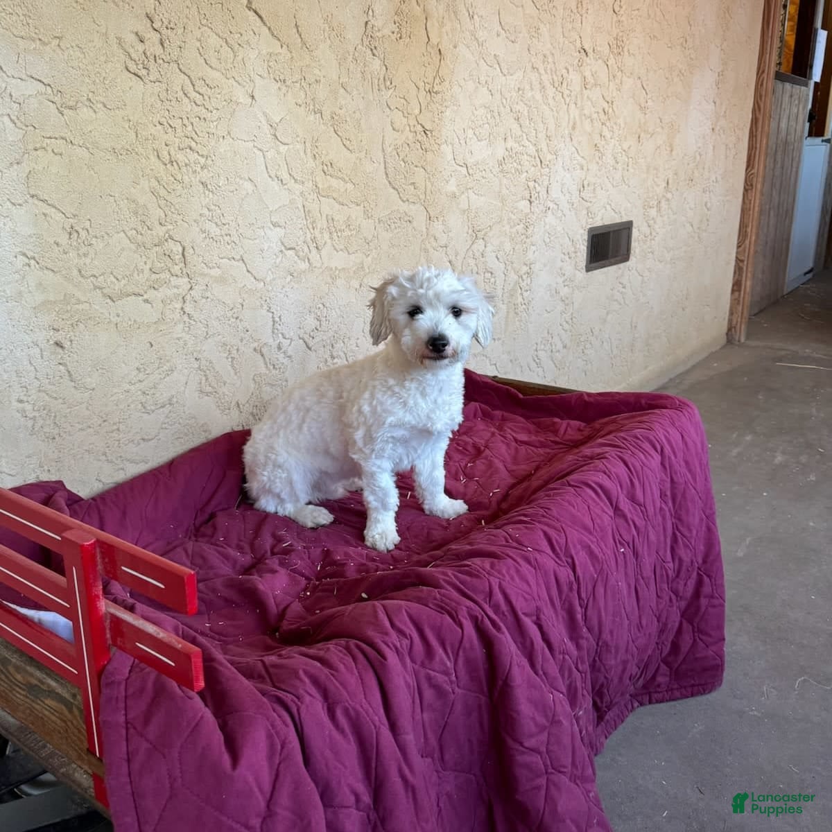 Teddy Bear dogs Denver - Ad 28