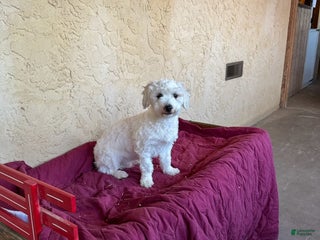 Teddy Bear dogs Denver - Ad 30