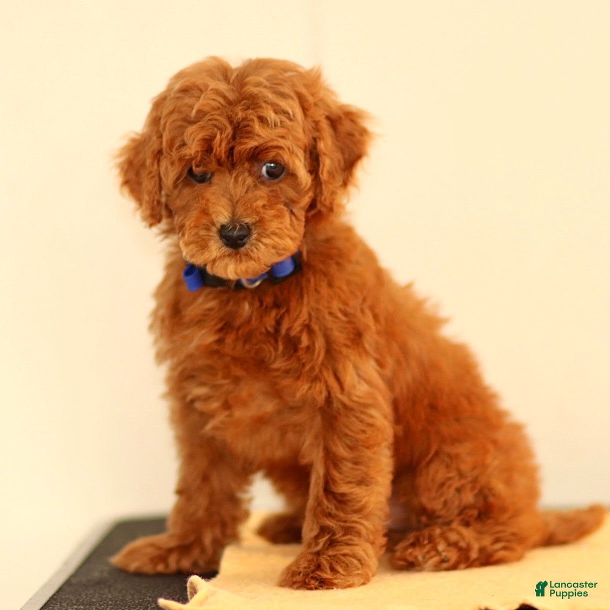 Miniature Poodle dogs Monroe - Ad 2