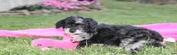 Miniature Poodle dogs for sale:  Bella - Ad 7