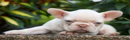 French Bulldog dogs for sale: Reba 💗 - Ad 13