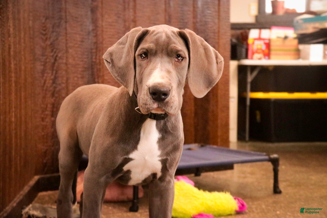 Great Dane dogs for sale: Liberty - Ad 3