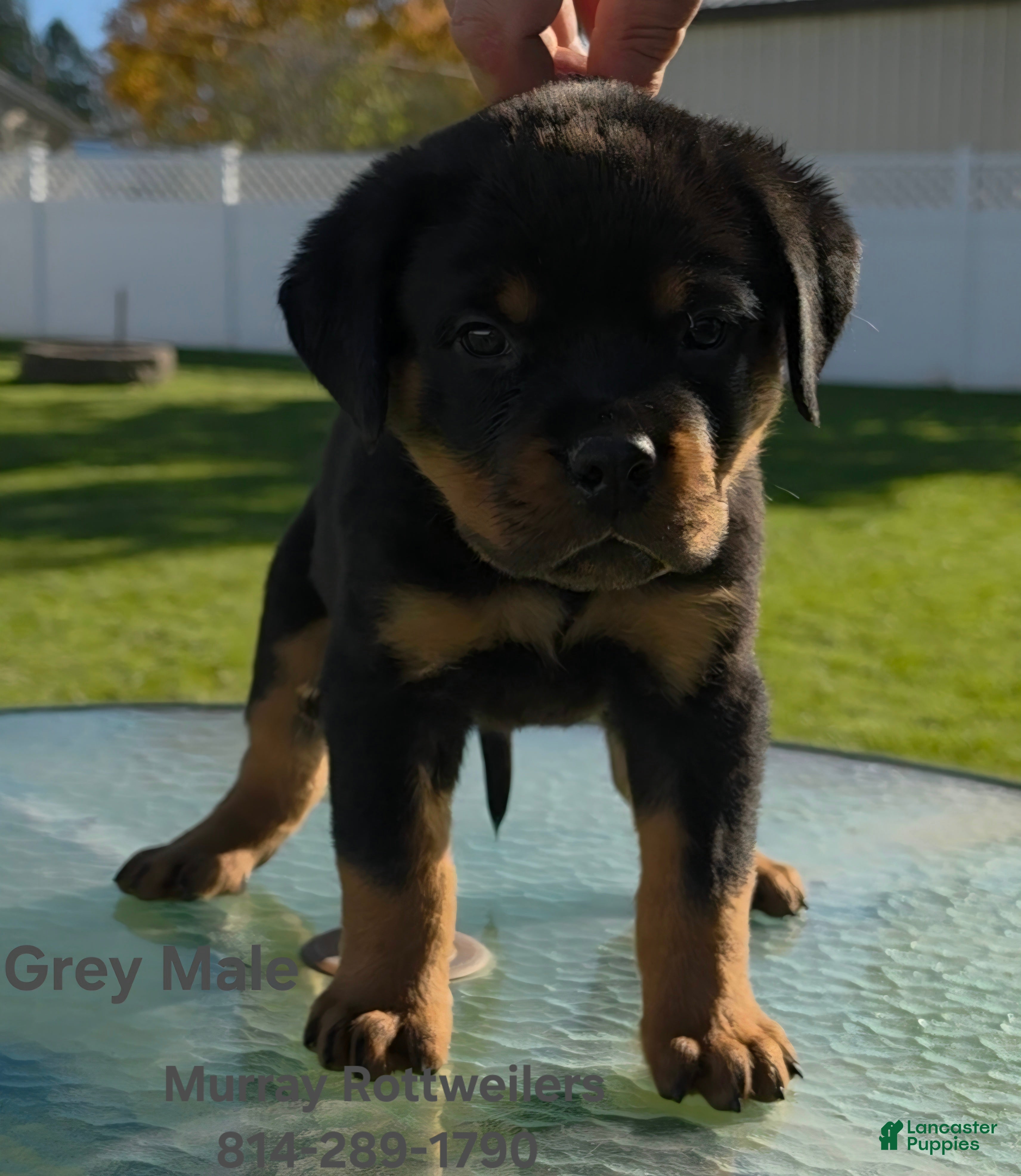 Rottweiler dogs for sale: Grey - Ad 2