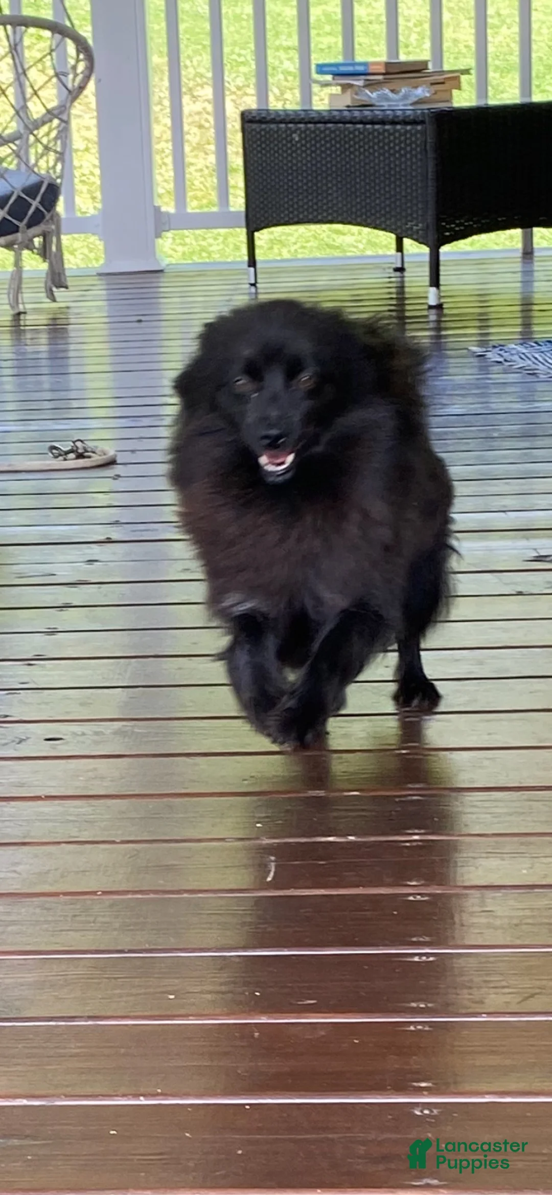Pomeranian dogs for sale: Pomeranian 1 - Ad 5