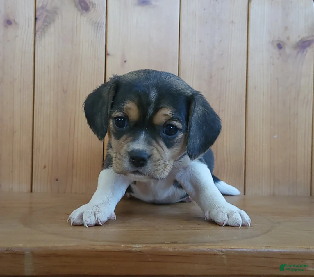 Puggle dogs for sale: Ginger - Ad 1