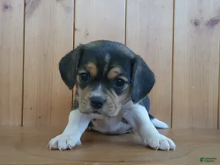 Puggle dogs Ginger - Ad 3
