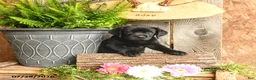 Labrador Retriever dogs for sale: Harper - Ad 2