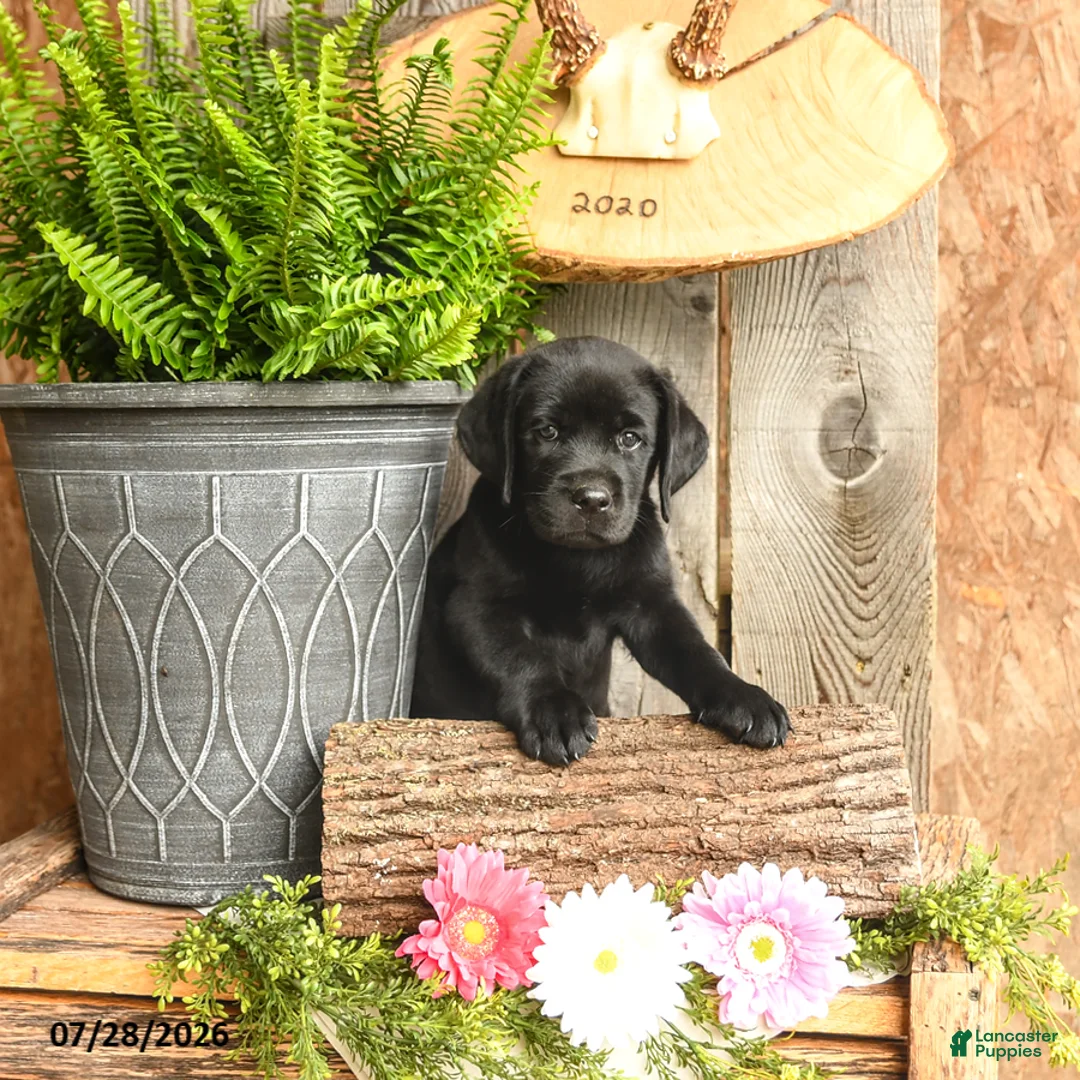 Labrador Retriever dogs for sale: Harper - Ad 2
