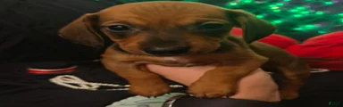 Miniature Dachshund 6