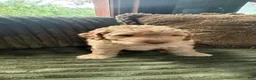 Aussiedoodle dogs for sale: Charlie - Ad 1