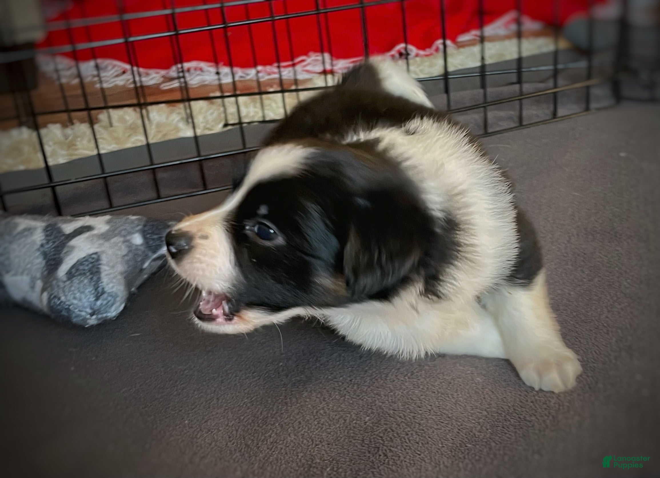 Mixed Breed dogs Star - Ad 6