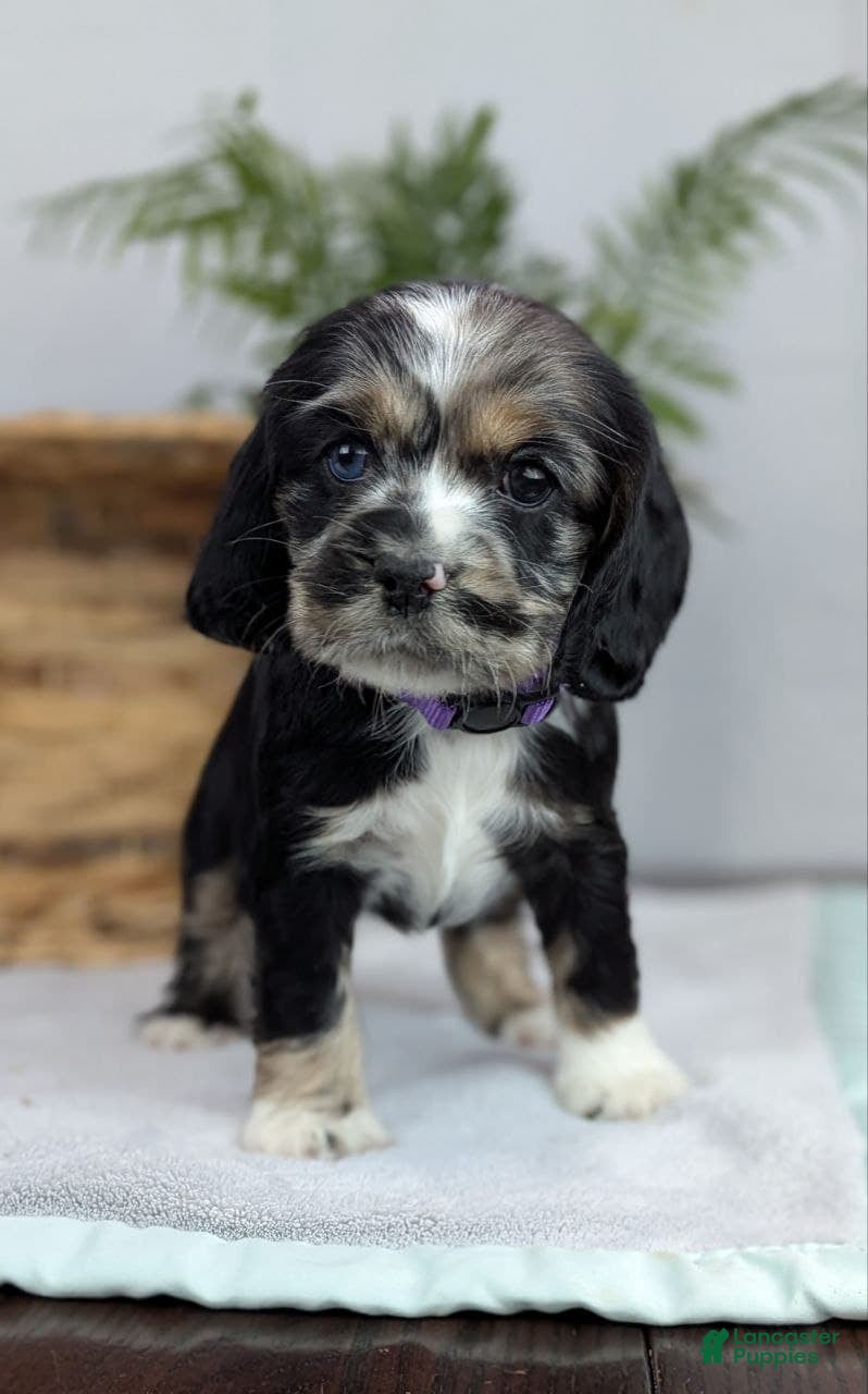 Cocker Spaniel dogs Cocker Spaniel Puppy 4 - Ad 3