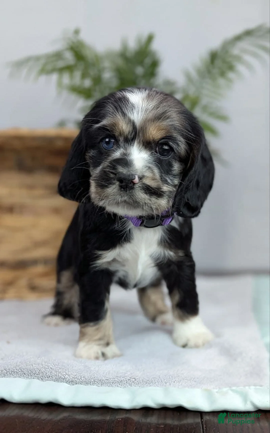 Cocker Spaniel dogs for sale: Cocker Spaniel Puppy 4 - Ad 1