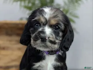 Cocker Spaniel dogs Cocker Spaniel Puppy 4 - Ad 3