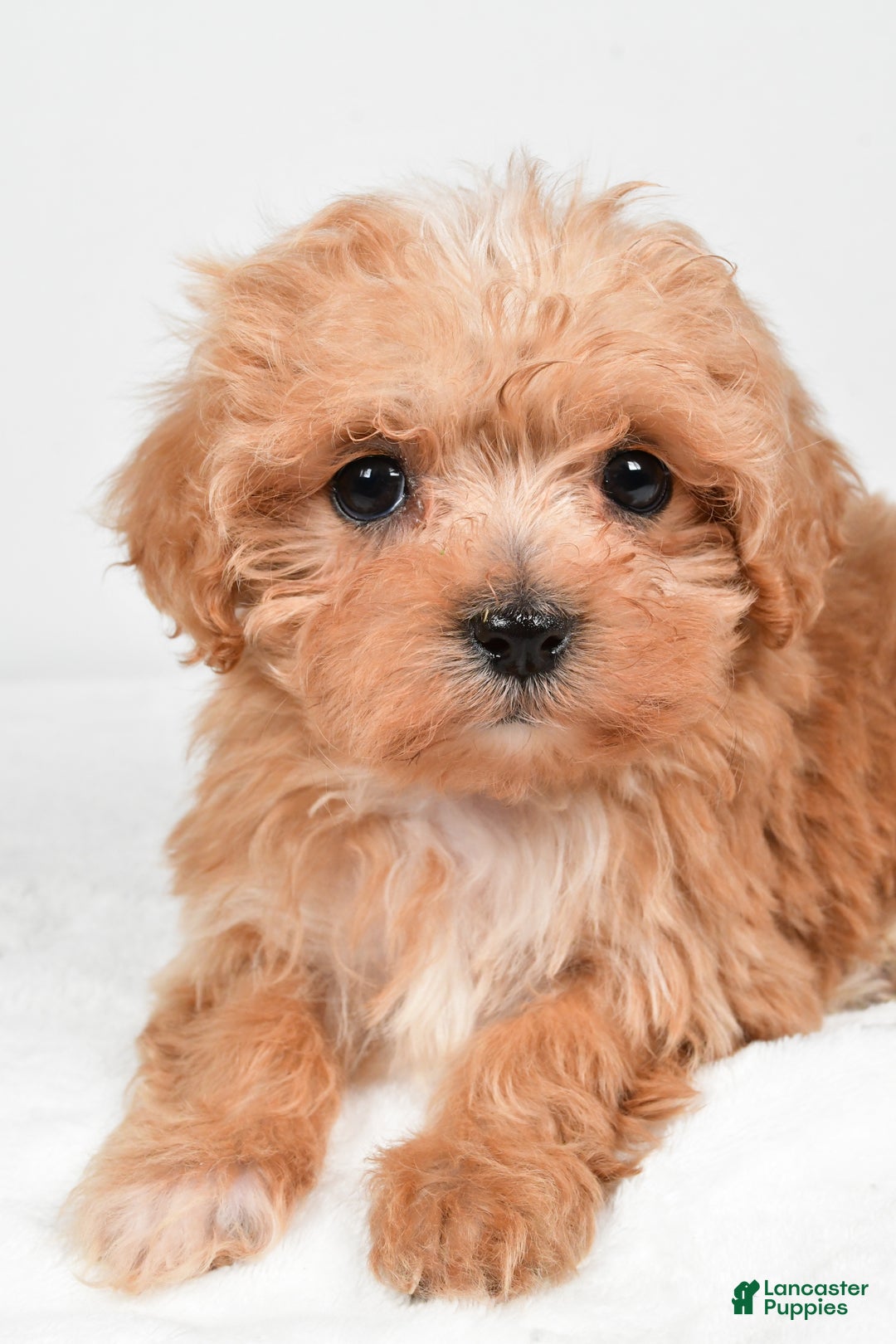 Maltipoo dogs for sale: Brittany - Ad 5