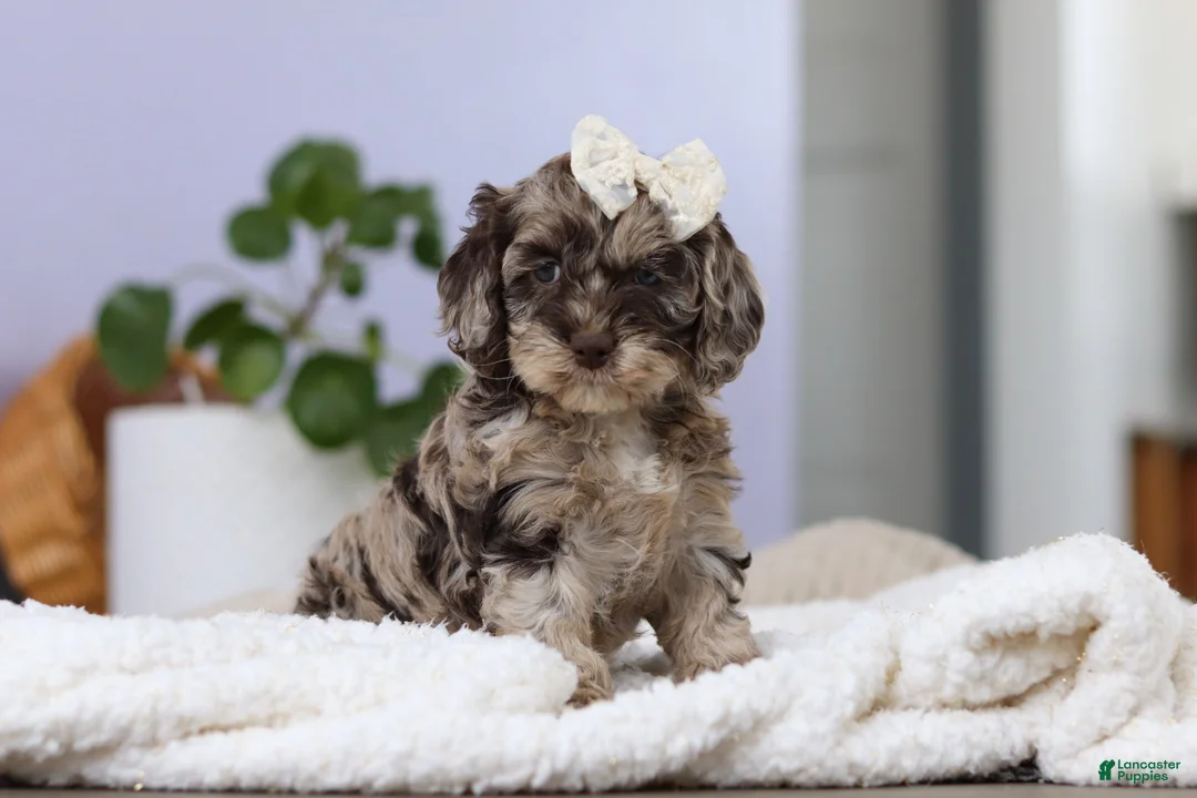 Cockapoo dogs for sale: Elianna  - Ad 1