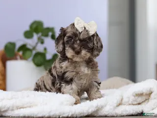 Cockapoo dogs Elianna - Ad 7