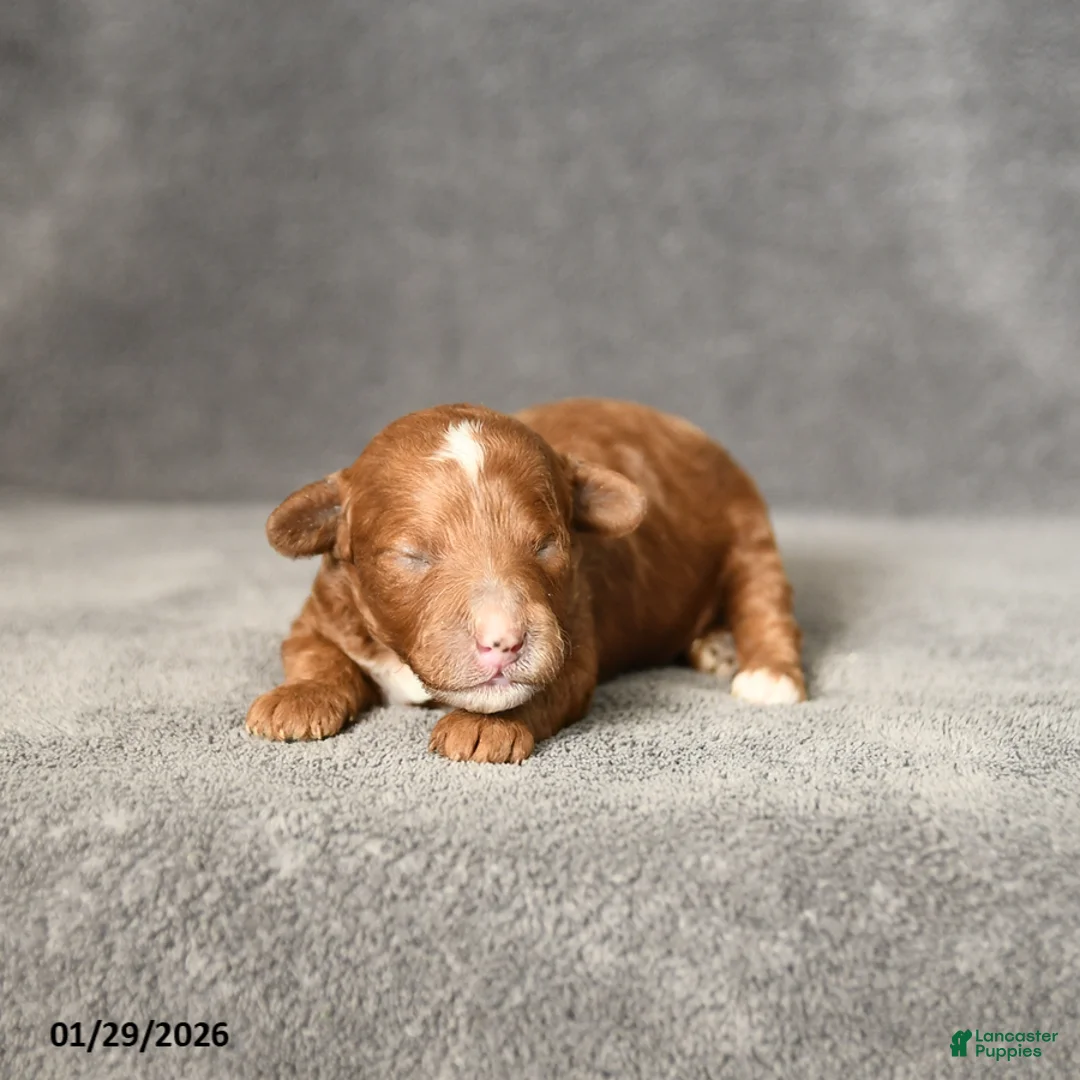 Toy Poodle dogs for sale: Jasmine - Ad 4