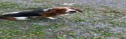 Basset Hound dogs for sale: Sister  - Ad 5