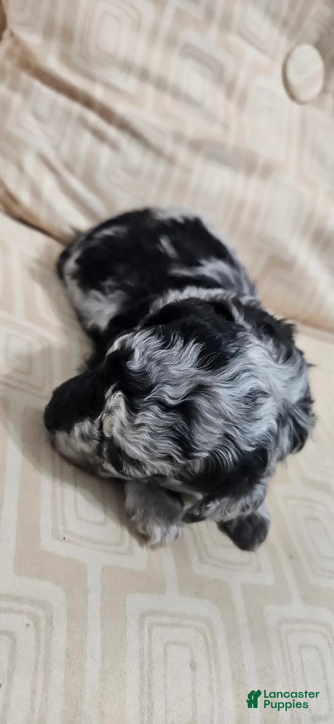 Miniature Poodle dogs for sale: Miniature Poodle 6 - Ad 2