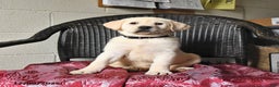 Labrador Retriever dogs for sale: Bailey - Ad 1