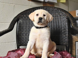 Labrador Retriever dogs Bailey - Ad 7