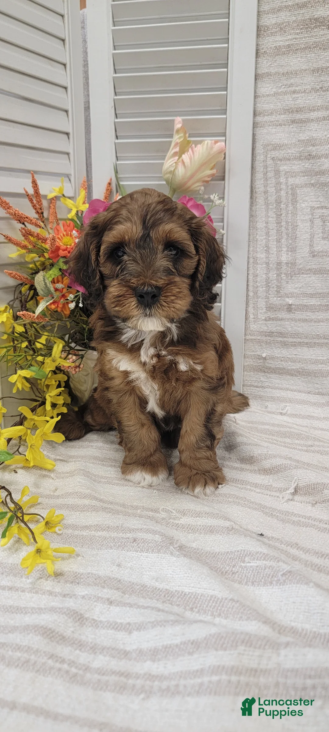 Cockapoo dogs for sale: Sylvester  - Ad 1