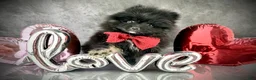 Pomeranian dogs for sale: Teddy - Ad 1