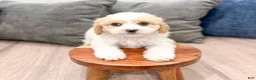 Cavapoo dogs for sale: Leo - Ad 2