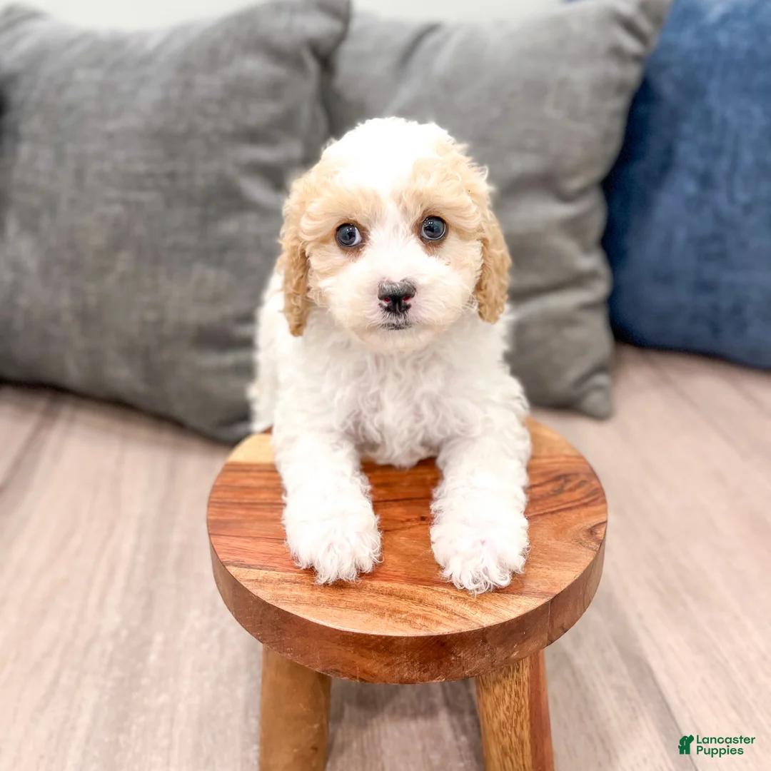 Cavapoo dogs for sale: Leo - Ad 2