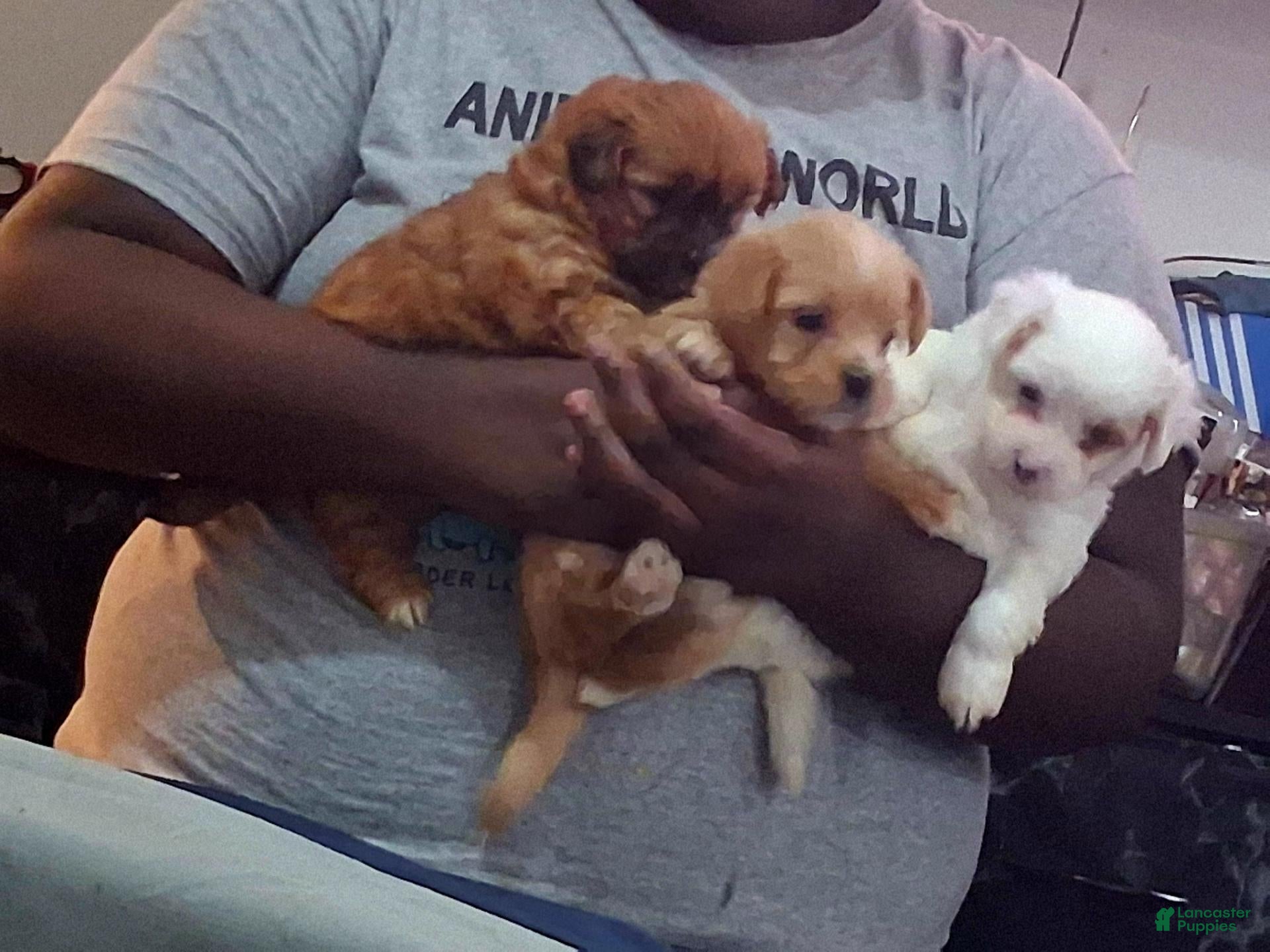 Mixed Breed dogs for sale: Mixed Breed 1 - Ad 5