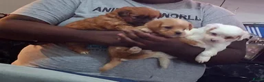 Mixed Breed 1