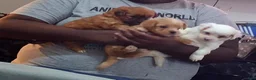 Mixed Breed dogs for sale: Mixed Breed 1 - Ad 1