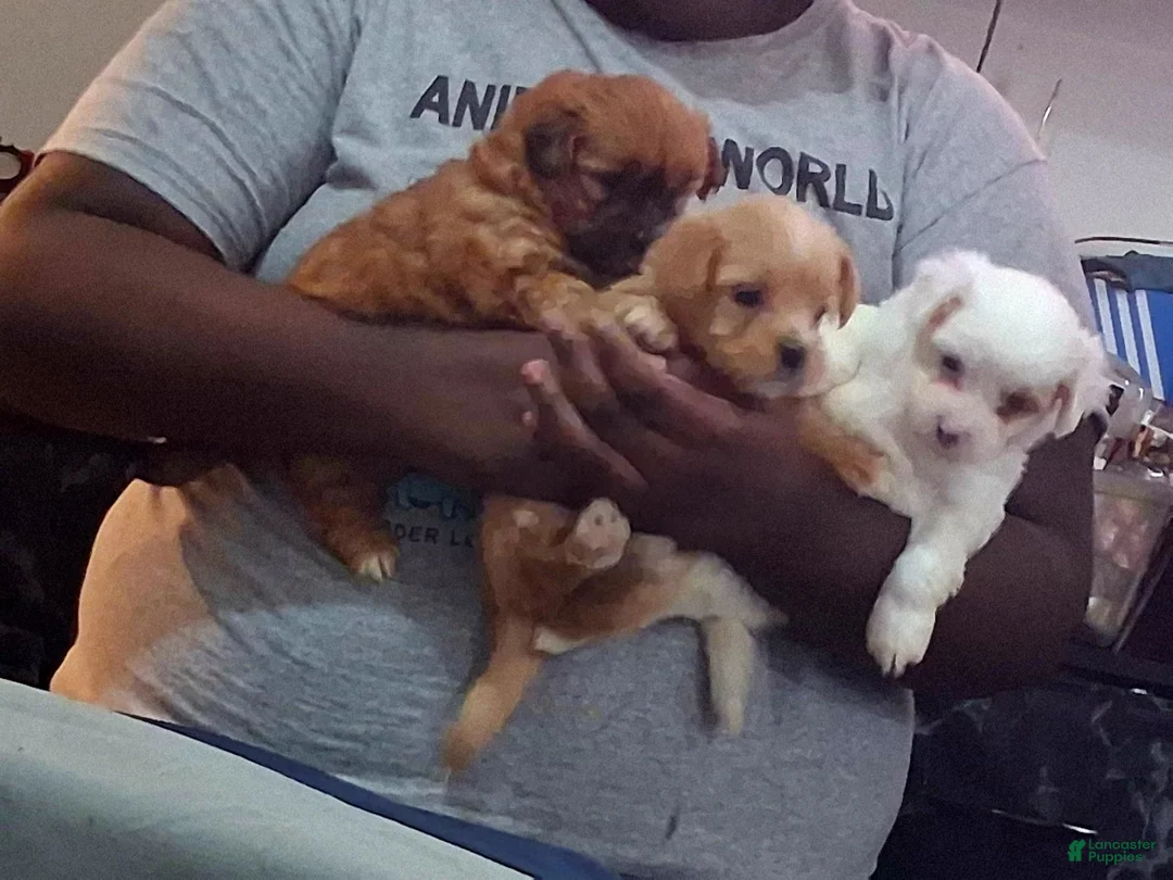 Mixed Breed dogs for sale: Mixed Breed 1 - Ad 1