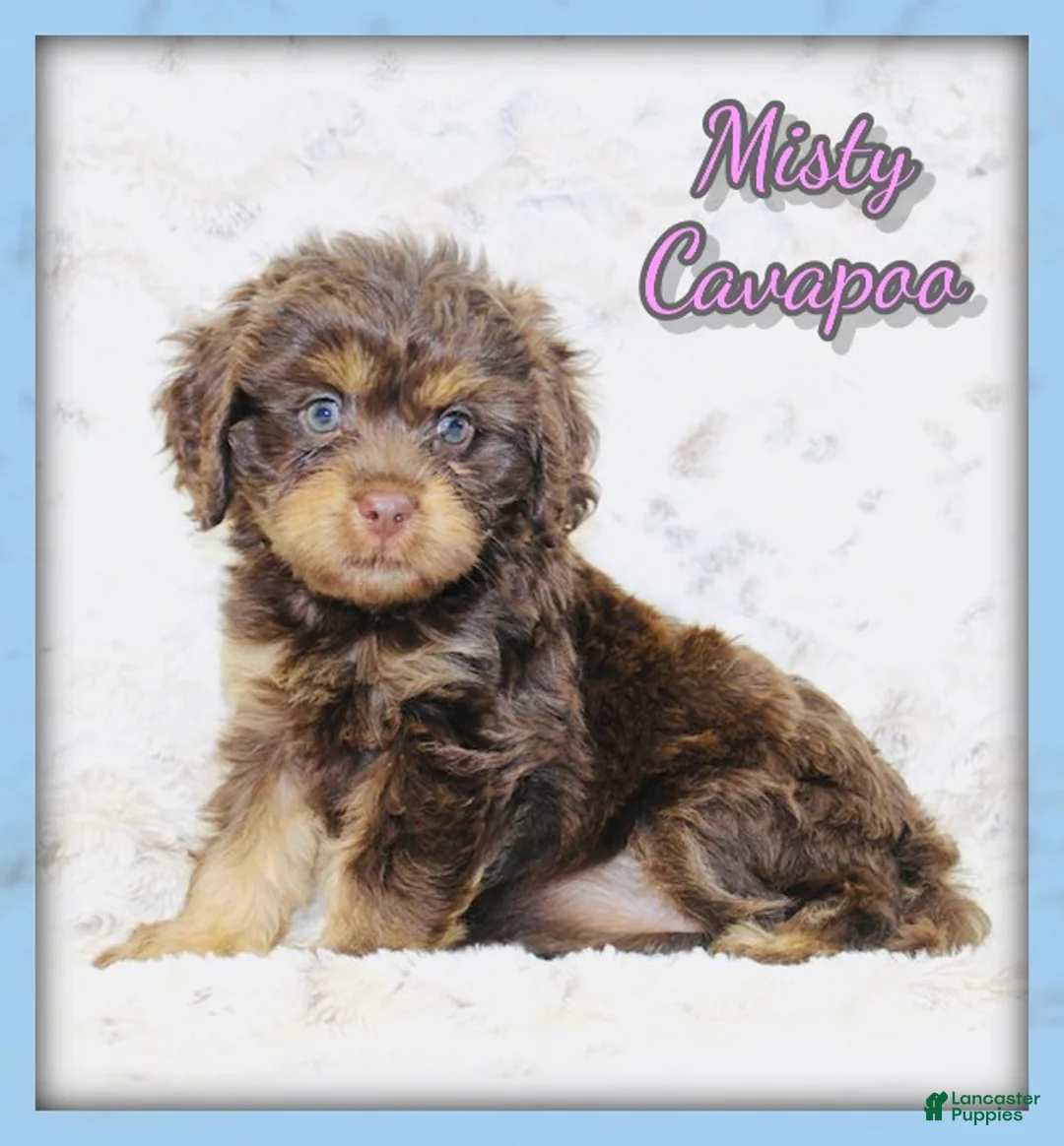 Cavapoo dogs for sale: Misty - Ad 1