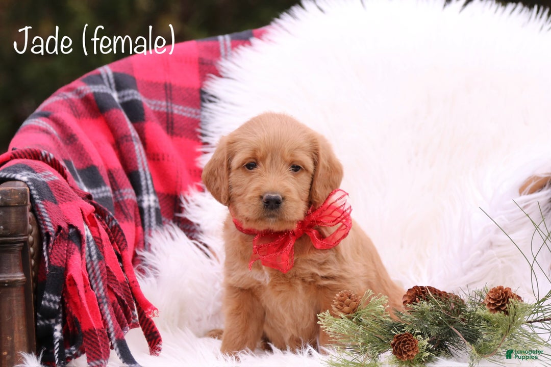 Labradoodle dogs for sale: Jade  - Ad 1