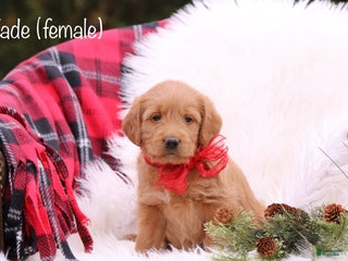 Labradoodle dogs Jade - Ad 8