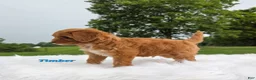 Cavapoo dogs for sale: timber - Ad 5
