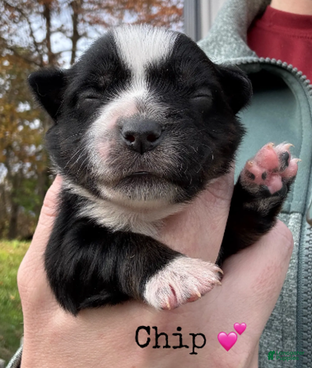 Miniature Australian Shepherd dogs for sale: Chip - Ad 5