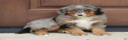 Bernedoodle dogs for sale: Cassie  - Ad 3