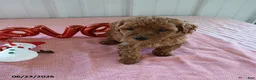 Maltipoo dogs for sale: Lori - Ad 1