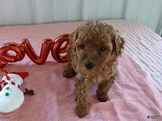 Maltipoo dogs Lori - Ad 2