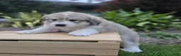 Great Pyrenees dogs for sale: Macy - Ad 3