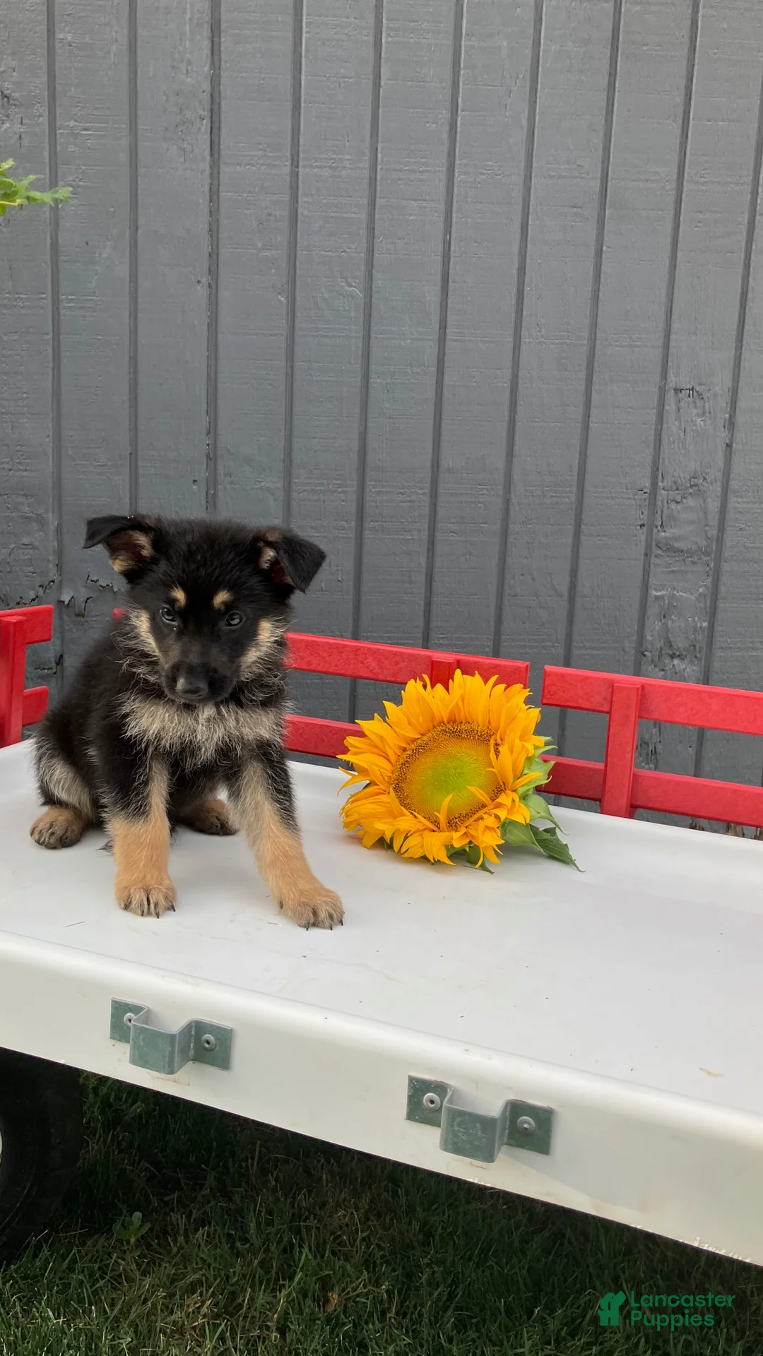 German Shepherd dogs for sale: Reese - Ad 4