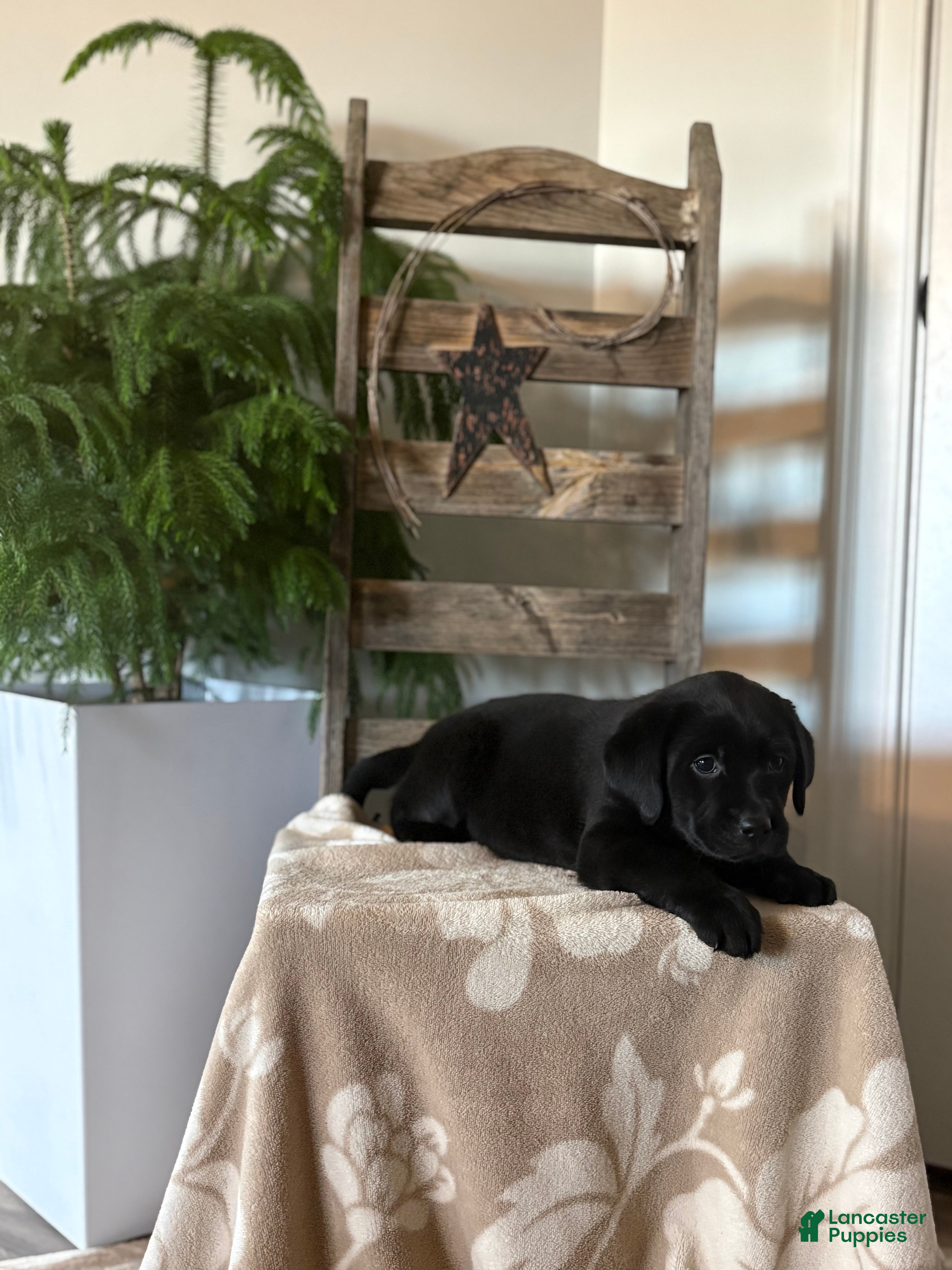 Labrador Retriever dogs for sale: Hallie  - Ad 3